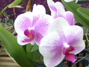 台灣蘭花生物科技園區